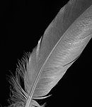 Feather of Truth!