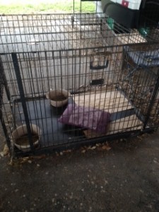 Large kennel with Pillow, food,water