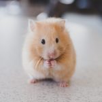 selective focus photography of brown hamster